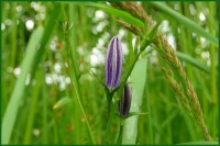 /album/fotogalerie-vezicky-rybnik/p1280853-jpg/